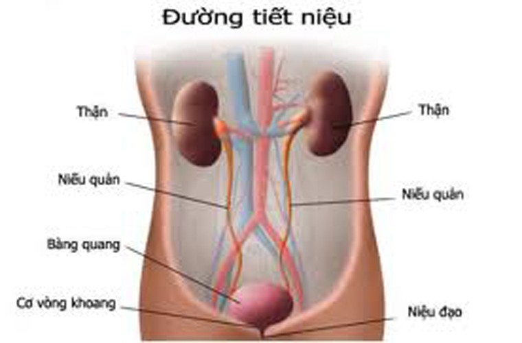 Về nguyên nhân. Viêm tiền liệt tuyến thường là bệnh thứ phát của chứng viêm niệu đạo, viêm tinh nang, viêm mào tinh hoàn hoặc viêm các vùng lân cận trực tràng. Một yếu tố khác gây viêm tiền liệt tuyến là do sự tấn công của các loại tụ cầu khuẩn, liên cầu khuẩn và trực khuẩn đại tràng.